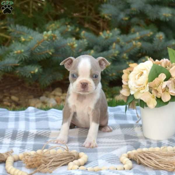 Luna, Boston Terrier Puppy