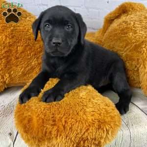 Tizzy, Black Labrador Retriever Puppy