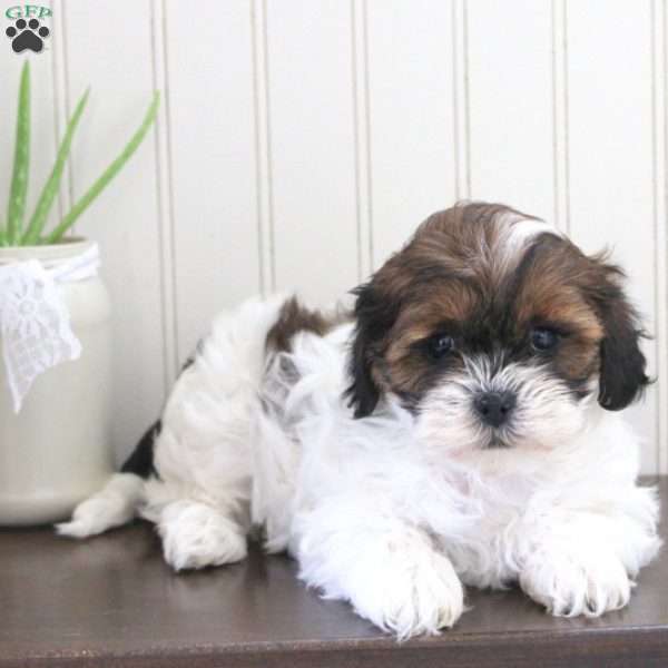 Mable, Shih-Poo Puppy