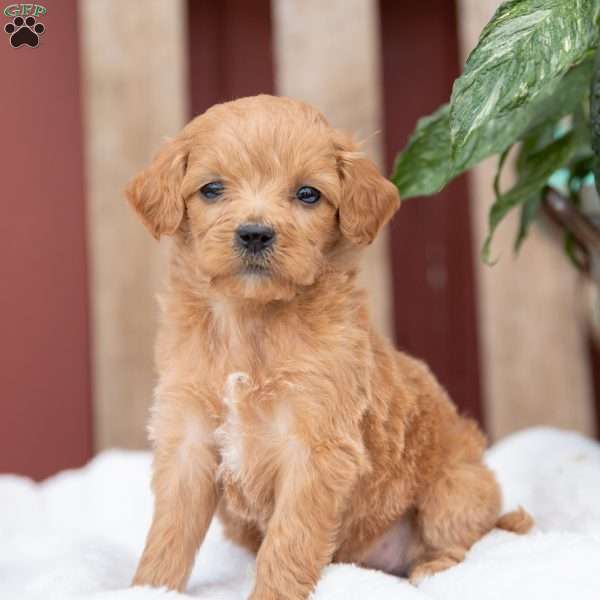 Macy, Mini Goldendoodle Puppy