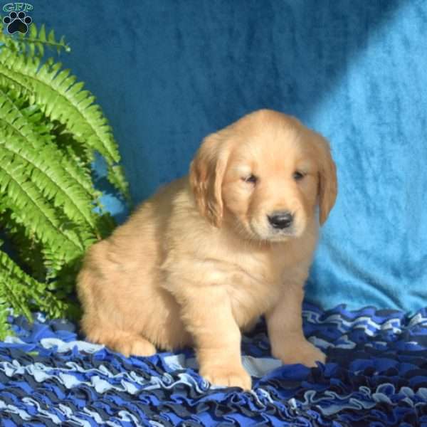Madison, Golden Retriever Puppy