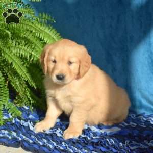 Madison, Golden Retriever Puppy