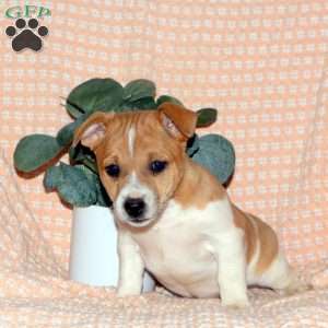 Maggie, Jack Russell Terrier Puppy