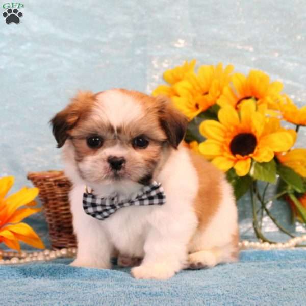 Malachi, Shih Tzu Puppy