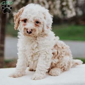 Miniature Poodle Mix Puppies For Sale | Greenfield Puppies