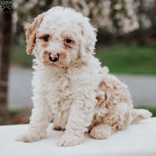 Oliver, Miniature Poodle Mix Puppy