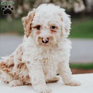 Oliver, Miniature Poodle Mix Puppy