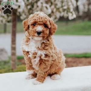 Ozzy, Miniature Poodle Mix Puppy