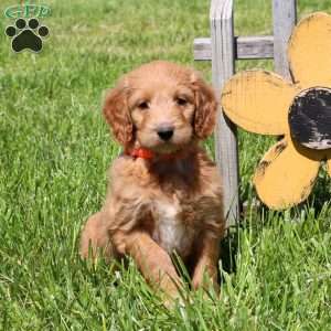 Mallory, Goldendoodle Puppy