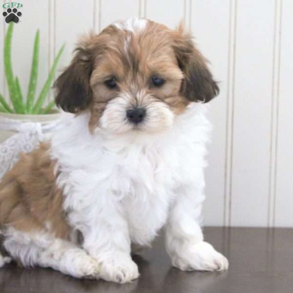 Manny, Shih-Poo Puppy
