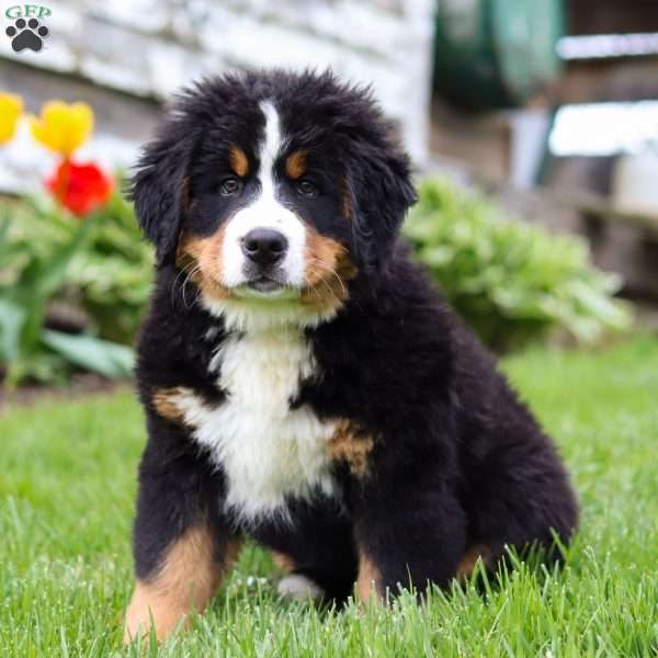 Marcy, Bernese Mountain Dog Puppy