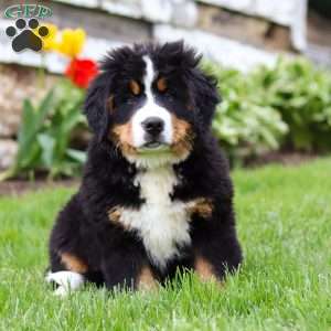 Marcy, Bernese Mountain Dog Puppy