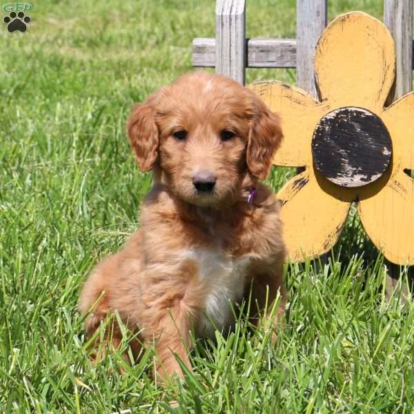 Marley, Goldendoodle Puppy