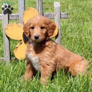 Marley, Goldendoodle Puppy