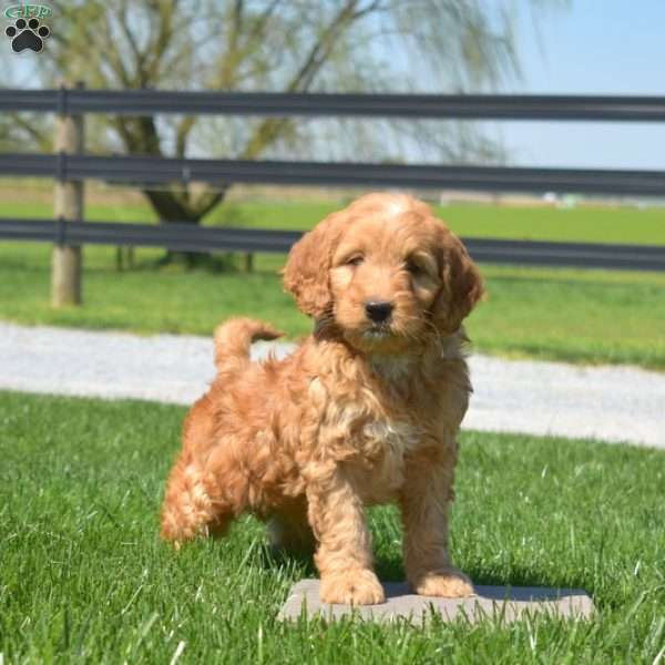 Marley, Mini Goldendoodle Puppy