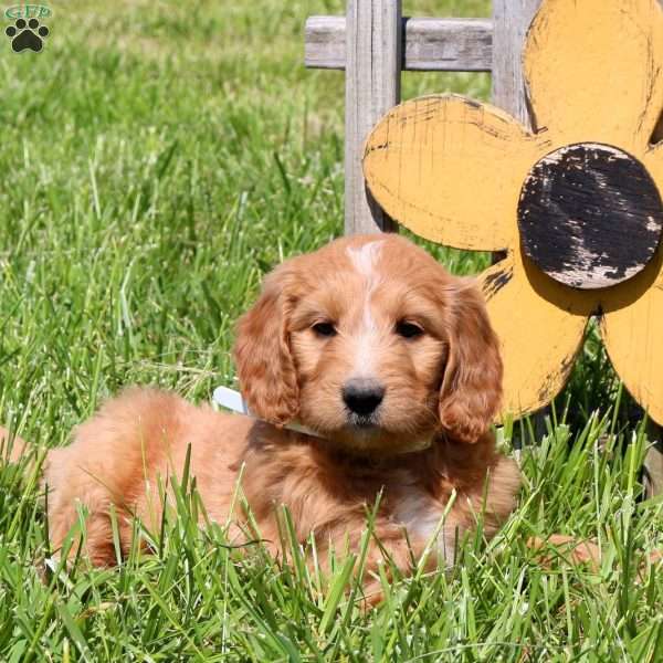 Marnie, Goldendoodle Puppy