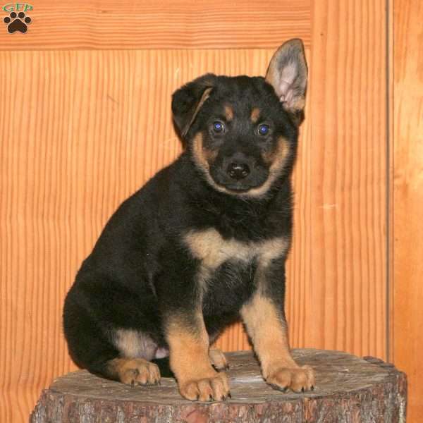 Marnie, German Shepherd Puppy