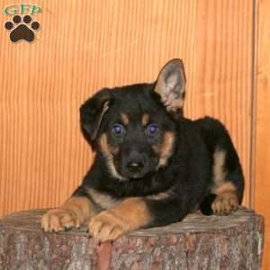 Marnie, German Shepherd Puppy
