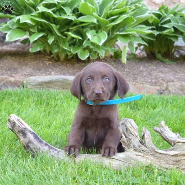 Marshall, Labradoodle Puppy