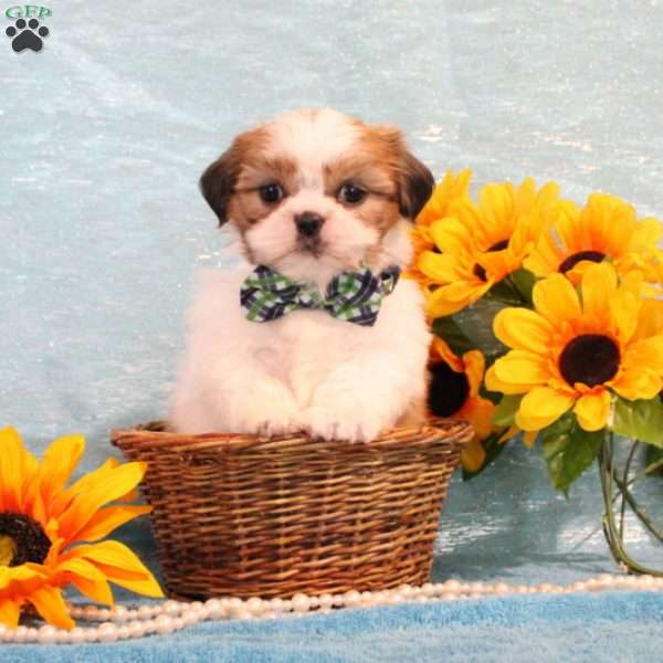 Mason, Shih Tzu Puppy