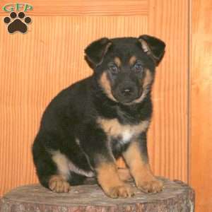 Mason, German Shepherd Puppy
