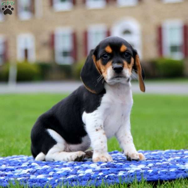 Mason, Beagle Puppy