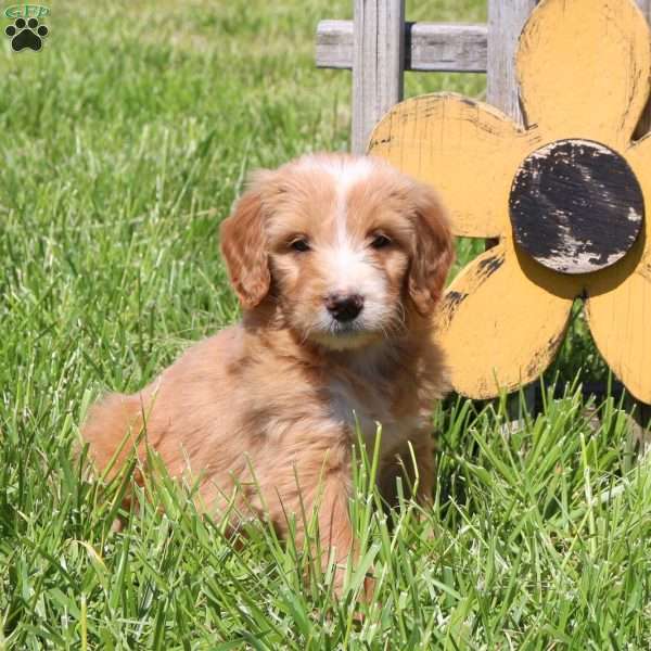 Max, Goldendoodle Puppy