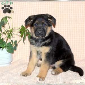 Max, German Shepherd Puppy