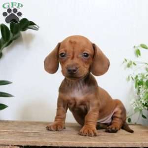 Max – Mini, Dachshund Puppy