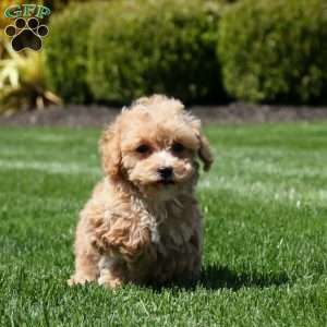 Maxwell, Bich-Poo Puppy