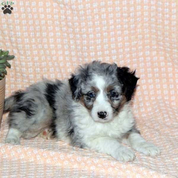 Merlie, Mini Aussiedoodle Puppy