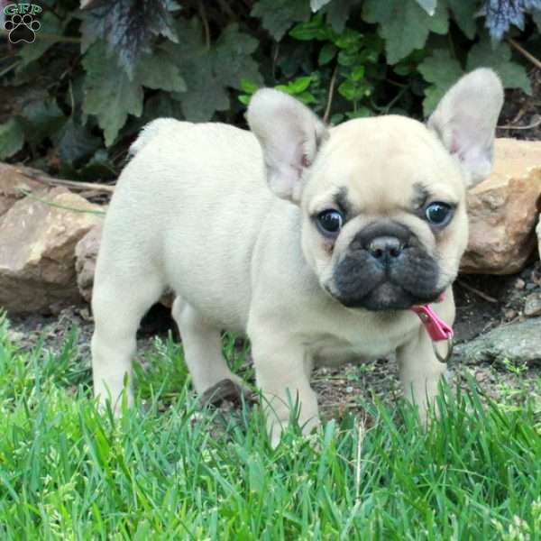 Mia, French Bulldog Puppy