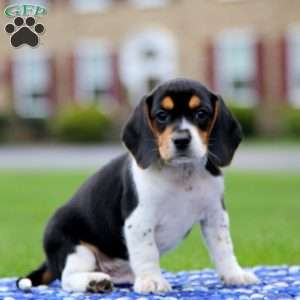 Milo, Beagle Puppy