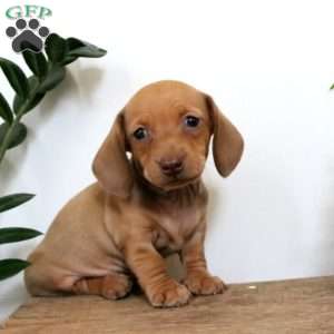 Milo – Mini, Dachshund Puppy