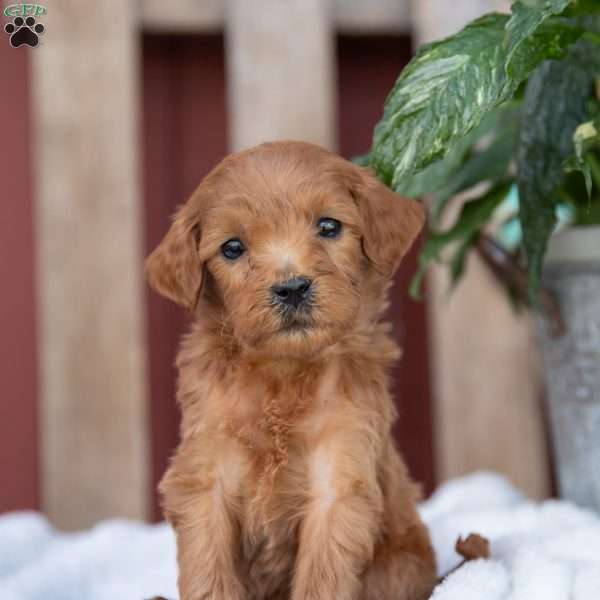 Milton, Mini Goldendoodle Puppy