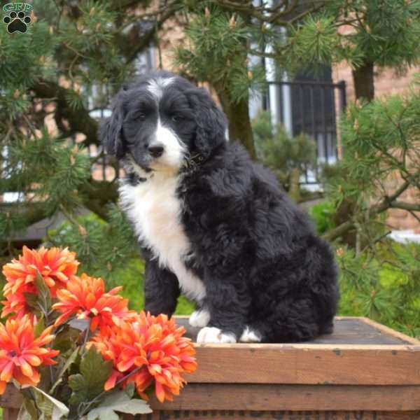 Minnie, Bernedoodle Puppy
