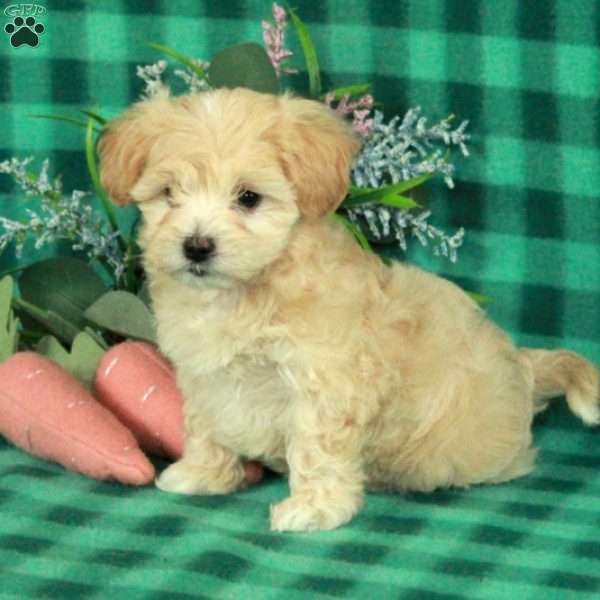 Minnie, Maltipoo Puppy