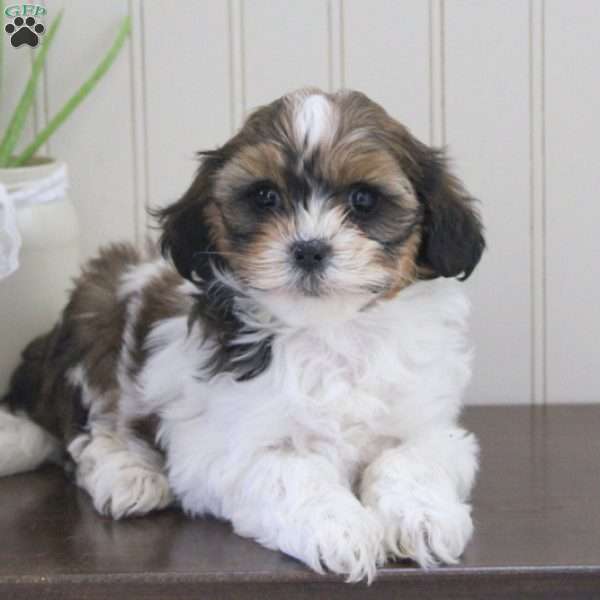 Mobley, Shih-Poo Puppy