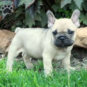 Moe, French Bulldog Puppy