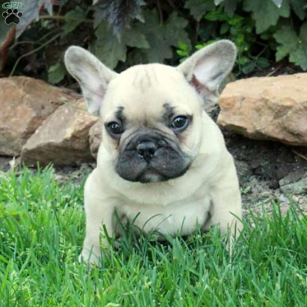 Monty, French Bulldog Puppy
