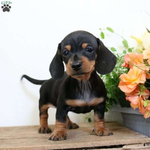 Monty – Mini, Dachshund Puppy