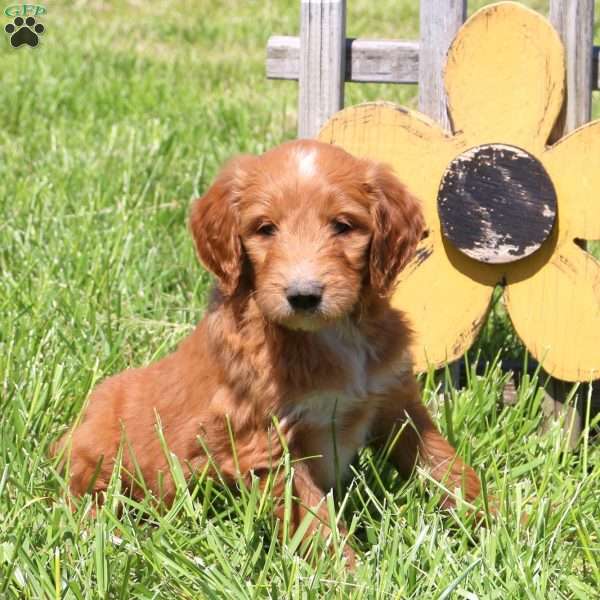 Morris, Goldendoodle Puppy