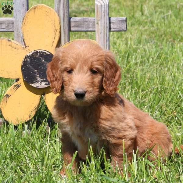 Moxie, Goldendoodle Puppy