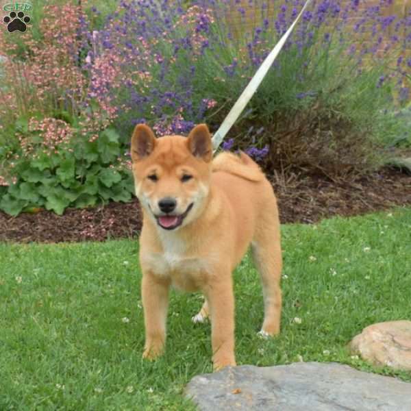 Mr. Happy, Shiba Inu Puppy