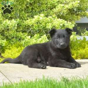 Navy, German Shepherd Puppy