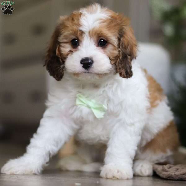 Nero, Cavapoo Puppy