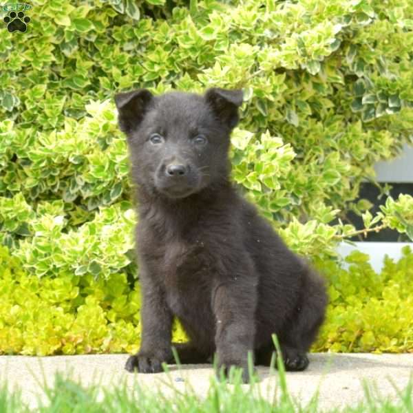 Nero, German Shepherd Puppy