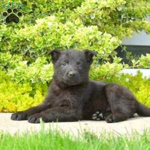 Nero, German Shepherd Puppy
