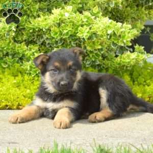 Nia, German Shepherd Puppy