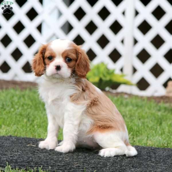 Nicky, Cavalier King Charles Spaniel Puppy